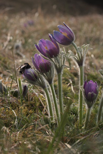 Humlebi p Opret Kobjlde (Pulsatilla vulgaris). Rusland, Nordsjlland d. 13 April 2009. Fotograf: Lars Andersen