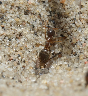 Myrelvelarve har fanget en myre! Melby overdrev, Nordsjlland d. 16 maj 2009. Fotograf: Lars Andersen