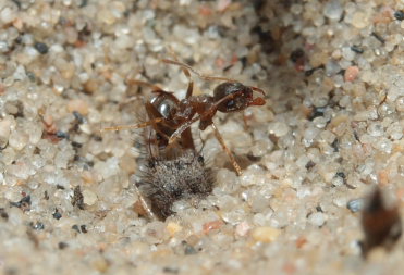 Myrelvelarven har vendt myren efter fangsten! Melby overdrev, Nordsjlland d. 16 maj 2009. Fotograf: Lars Andersen