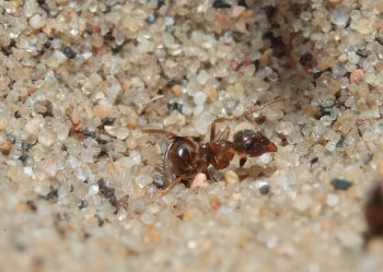 Myrelvelarven trkker sit bytte ned i sandet, senere vil der ligge lidt tomme skaller tilbage af myren! Melby overdrev, Nordsjlland d. 16 maj 2009. Fotograf: Lars Andersen