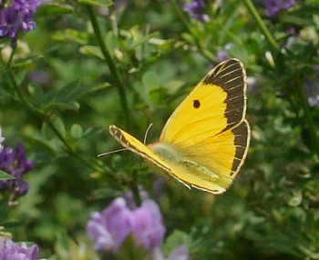 Orange hsommerfugl, Colias croceus han. Stevns, Sydsjlland, Danmark 6 august 2009. Fotograf: Lars Andersen