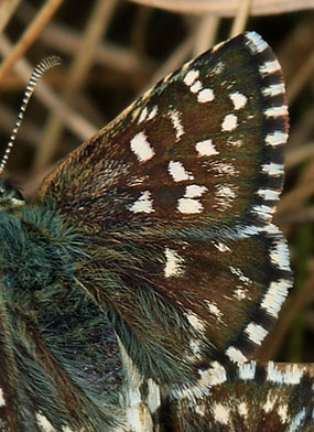 Spættet Bredpande, Pyrgus malvae  ( Linnaeus, 1758 ) parring, hunnen øverst! Melby Overdrev, Nordsjælland d. 25 April 2009. Fotograf: Ruth Alhburg