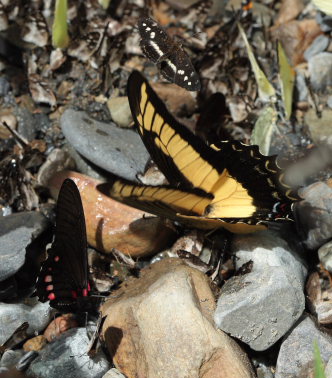 Androgeus Swallowtail (Heraclides androgeus). Suapi, Yungas, Bolivia. D. 21 February 2009. Photographer: Lars Andersen