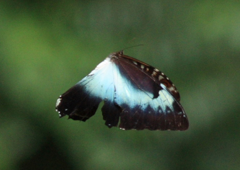 Morpho cisseis (C. & R Felder, 1860). Rio Zongo, Yungas. d. 17 February 2009. Photographer: Lars Andersen