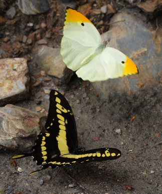 Thoas Swallowtails, heraclides thoas & Orange-tipped Angled Sulphur, Anteos menippe. Santa Rosa de Quilo-Quilo, Yungas, Bolivia. D. 28 January 2009. Photographer: Lars Andersen