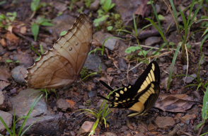 Lamarc Swallowtail, Heraclides lamarchei (Staudinger, 1892). Caranavi, Yungas, Bolivia. d. 8 February 2009. Photographer: Lars Andersen