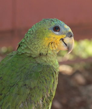 Turquoise-Fronted Parrot (Amazona aestiva). Caranavi, Yungas. d. 16 February 2009. Photographer: Lars Andersen