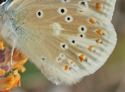 Hvidrandet Blfugl, Polyommatus dorylas han. Horna grushla Naturreservat, Skne, Sverige d. 29 juni 2020. Fotograf; Lars Andersen