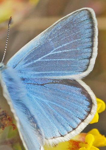 Hvidrandet Blåfugl, Polyommatus dorylas han. Horna grushåla Naturreservat, Skåne, Sverige d. 29 juni 2020. Fotograf; Lars Andersen