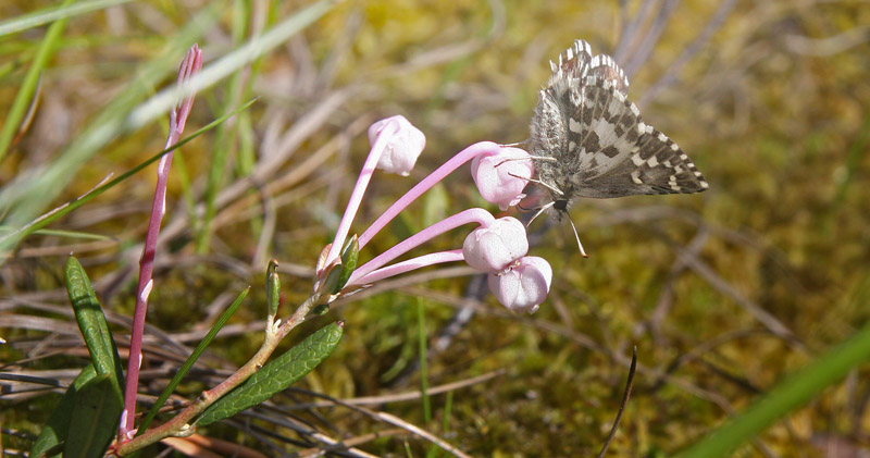 Multebærbredpande, Pyrgus centaureae (Rambur, 1839). Kvarnberg, Dalarna, Sverige d. 19 juni 2020. Fotograf; Erling Krabbe