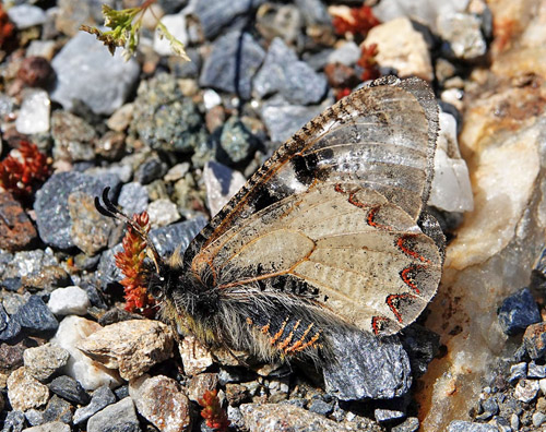 Glassommerfugl, Archon apollinus. Óros Karvoúni 500 - 800 m., Samos, Grækenland d. 14 april 2022. Fotograf; Emil Bjerregaard