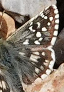 Skærbredpande, Pyrgus serratulae ssp. major. Siatista (1050 m), Askio, Vestmakedonien, Grækenland d.22  april 2022. Fotograf; Emil Bjerregaard