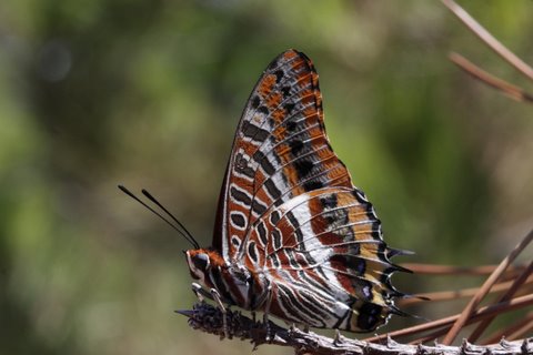 Pasha, Charaxes jasius. Esteral, Provence, Sydfrankrig. 4 August 2009. Fotograf: Henrik S. Larsen
