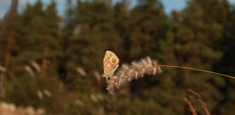 Hvidrandet blfugl, Polyommatus dorylas. Skarpa Alby, Alvaret, land, Sverige d. 24 Juli 2009. Fotograf: Lars Andersen