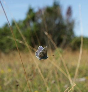Hvidrandet blfugl, Polyommatus dorylas. Skarpa Alby, Alvaret, land, Sverige d. 25 Juli 2009. Fotograf: Lars Andersen