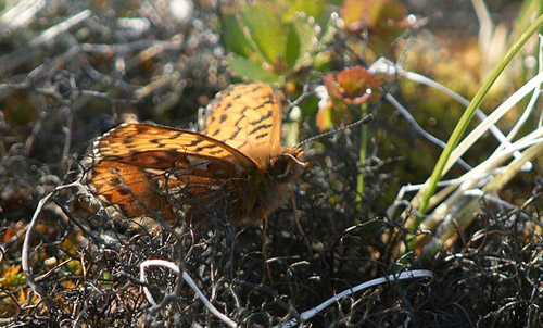 Arktisk Perlemorsommerfugl, Boloria chariclea.  Ilulissat, Grnland d. 5 juli 2009. Fotograf; Carsten Siems