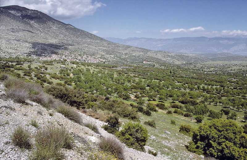 Guilandesommerfugl, Zerynthia polyxena. Vounihora, Delfi, Fokida, Grækenland d. 1 maj 1998. Fotograf; Tom Nygaard Kristensen