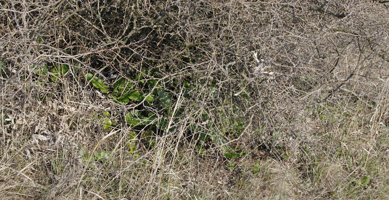 Slangerod inde i tornet busk. Vounihora, Delfi, Fokida, Grækenland d. 4 maj 2009. Fotograf; Tom Nygaard Kristensen