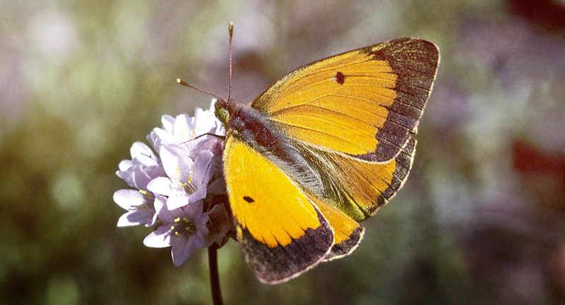 Balkan-Høsommerfugl, Colias caucasica ssp. balkanica. Parnassos, Grækenland juli 1997. Fotograf; Tom Nygaard Kristensen