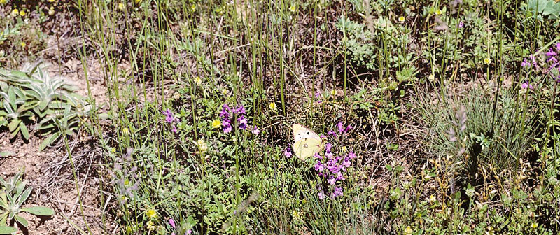 Balkan-Høsommerfugl, Colias caucasica ssp. balkanica. Parnassos, Grækenland juli 1997. Fotograf; Tom Nygaard Kristensen