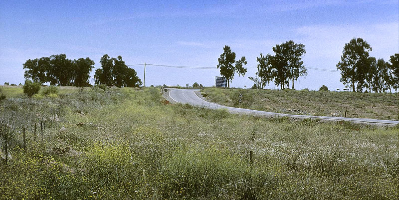 Vestlig Plethvidvinge, Euchloe crameri.  Linares. Nordlig Spanien d. 24 april 1999. Fotograf; Tom Nygard Kristensen
