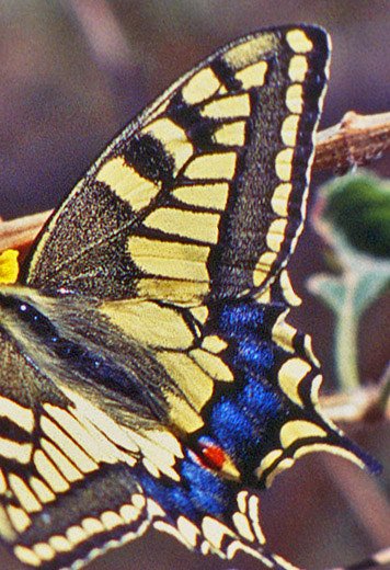 Ørkensvalehale, Papilio saharae. Zarzis, Tunis marts 1995. Fotograf; Troells Mellgaard