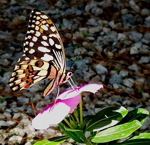 Lime Swallowtail, Papilio demoleus (Linnaeus, 1758). Nicosia, Cypern d. 28 oktober 2022. Photographer; Kjell Bergström