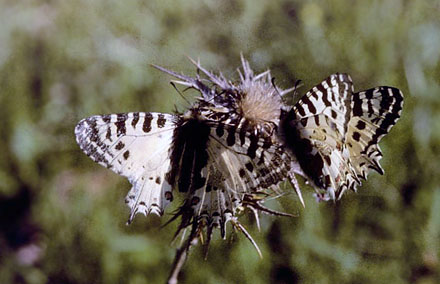 Østlig Guirlandesommerfugl, Zerynthia cerisyi. Samos, Grækenland d. 1 april 2006. Fotograf; Tom Nygaard Kristensen