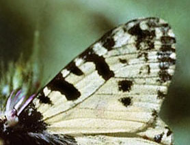 Østlig Guirlandesommerfugl, Zerynthia cerisyi ssp. ferdinandi. Mt Apollonia, Haldiki, Det nordlige Grækenland d. 5 maj 1998. Fotograf; Tom Nygaard Kristensen