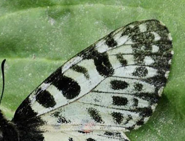 Østlig Guirlandesommerfugl, Zerynthia cerisyi ssp. ferdinandi. Serbien d. 24 juni 2014. Fotograf; Tom Nygaard Kristensen