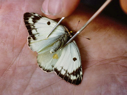 Sydlig Høsommerfugl, Colias alfacariensis. Ungarn august 2005. Fotograf; Tom Nygaard Kristensen