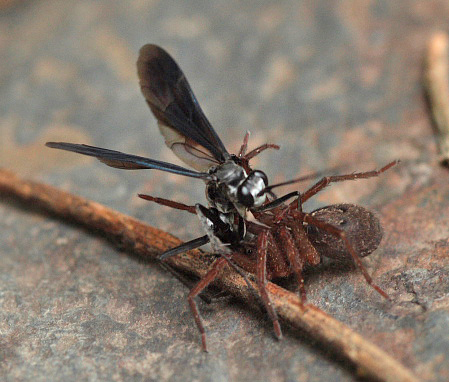 Tarantula hawk in the genera Pepsis and Hemipepsis in the family Pompilidae (spider wasps).. Caranavi, Yungas, Bolivia d. 27 january 2010. Photographer; Lars Andersen