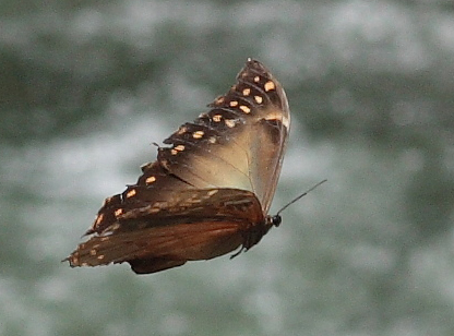 Morpho telemachus (Linnaeus, 1758). Caranavi, Yungas. d.29 January 2010. Photographer: Lars Andersen