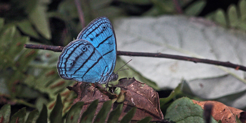 Blue Ringlet, Cepheuptychia cephus (Fabricius, 1775).  Cholla, Caranavi, Yungas, Bolivia 31 january 2010. Photographer; Lars Andersen