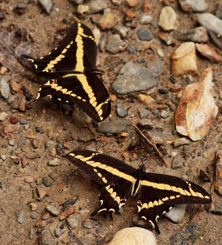 Straight-banded Swallowtail, Heraclides paeon (Boisduval, 1836).  Ecovia, Kori Wayku inca trail 1987m., Yungas. d. 3 february 2010. Photographer: Lars Andersen