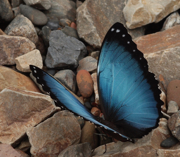 Morpho helenor leontius (Le Moult & Ral, 1962). Caranavi, Yungas. d. 8 January 2010. Photographer: Lars Andersen