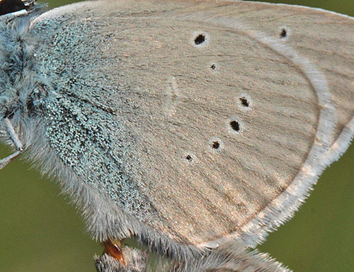 Engblåfugl, Polyommatus semiargus han. Brandbjerg, Nordsjælland  d.  27 juni 2010. Fotograf: Lars Andersen