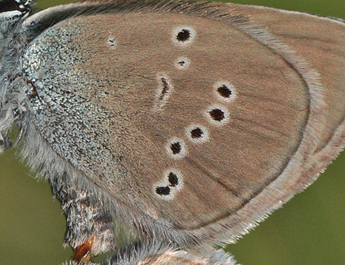 Engblåfugl, Polyommatus semiargus hun. Brandbjerg, Nordsjælland  d.  27 juni 2010. Fotograf: Lars Andersen