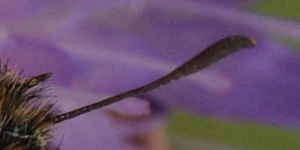 Skrstregbredpande, Thymelicus sylvestris, hun flehorn fra oversiden, den orange underside spidsfarve kan lige anes!. Gindeskov Krat d. 18 Juli 2010. Fotograf; Lars Andersen