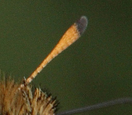 Stregbredpande, Thymelicus lineola, han. Stoubk Krat d. 19 Juli 2010. Fotograf; Lars Andersen