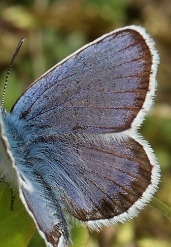 Argus blåfugl, Plebejus argus han. Kongehus Mindepark d. 20 Juli 2010. Fotograf: Lars Andersen