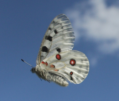 Apollo, Parnassius apollo. Loftahammar, Smland, Sverige. d. 7 July 2010. Photographer; Lars Andersen