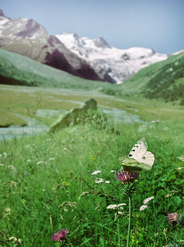 Alpeapollo, Parnassius phoebus ssp.: sacerdos han.  Val Roseg Elevation: 2000 m. Graubünden, Schweiz d 13 juli 2003. Fotograf; Tom Nygaard Kristensen