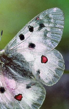 Alpeapollo, Parnassius phoebus ssp.: sacerdos hun.  Val Roseg Elevation: 2000 m. Graubünden, Schweiz d 13 juli 2003. Fotograf; Tom Nygaard Kristensen