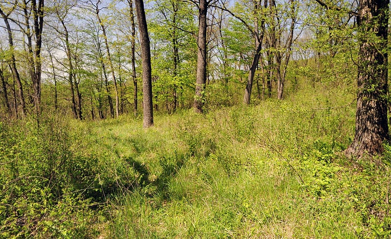 Lokalitet for Stor Skovhvidvinge, Leptidea morsei. Rupea, Transsylvanien, Rumænien d. 27 april 2014. Fotograf; Tom Nygaard Kristensen