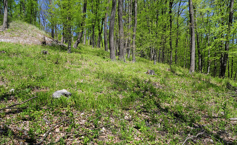 Lokalitet for Stor Skovhvidvinge, Leptidea morsei. Rupea, Transsylvanien, Rumænien d. 27 april 2014. Fotograf; Tom Nygaard Kristensen