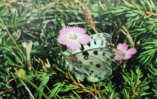 Alpeapollo, Parnassius phoebus ssp.: sacerdos (Stichel, 1906) f. gazeli. La Gordolasque-Vallon des Verrairiers, Alps Maritime, sydøstlige Frankrig Primo august 1988. Fotograf; Lars Andersen