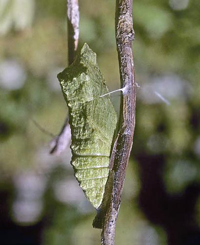 Korsikansk Svalehale, Papilio hospiton puppe. Fotograf; Tom Nygaard Kristensen