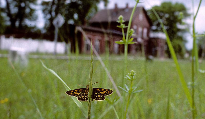 Gulplettet Bredpande, Carterocephalus palaemon. Bialovieza Skovene, Polen juni 2004. Fotograf; Tom Nygaard Kristensen