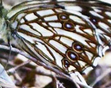 Melanargia occitanica, Cortignac, Sydfrankrig. Maj 1987 Fotograf: Lars Andersen